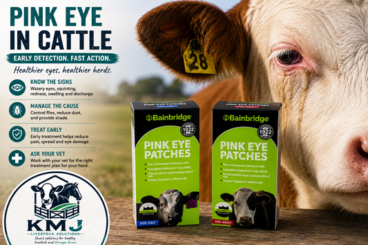 Pink eye in cattle