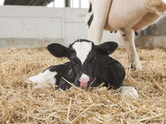 Essential Tips for Healthy Calf Rearing