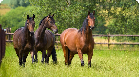 Equine