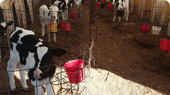Calf Rearing