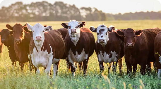 Beef